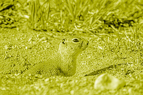 Prairie Dog Emerges From Dirt Tunnel (Yellow Shade Photo)