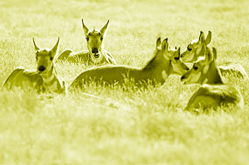 Pronghorn Herd Rest Among Grass (Yellow Shade Photo)
