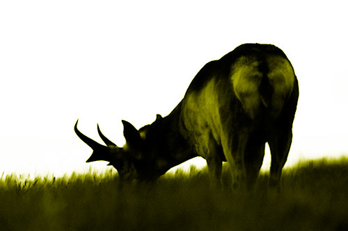 Pronghorn Silhouette Eating Grass (Yellow Shade Photo)