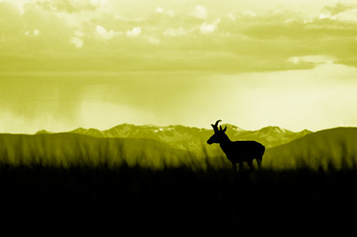 Pronghorn Silhouette Overtakes Stormy Mountain Range (Yellow Shade Photo)