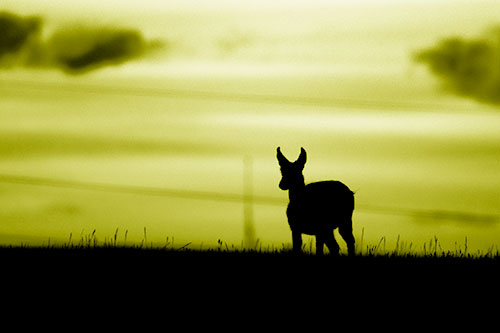 Pronghorn Silhouette Watches Sunset Atop Grassy Hill (Yellow Shade Photo)