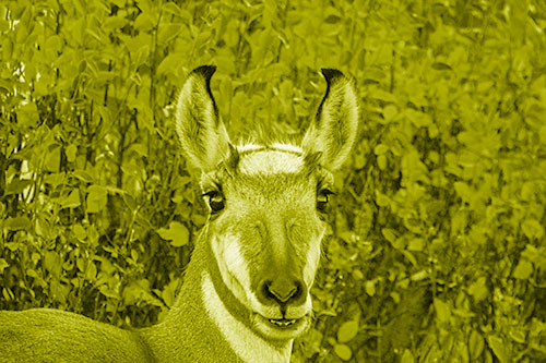 Pronghorn Snacking Among Autumn Leaves (Yellow Shade Photo)