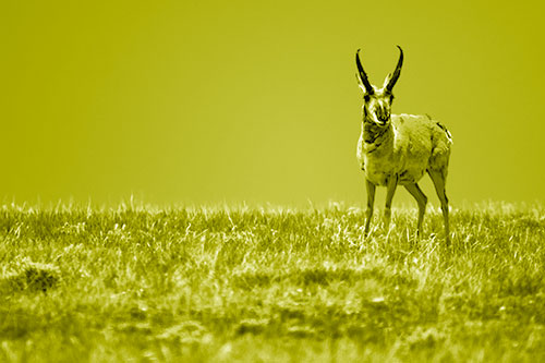 Pronghorn Standing Along Grassy Horizon (Yellow Shade Photo)