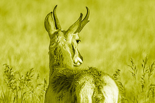 Pronghorn Watching Annoying Fly Buzzing Around (Yellow Shade)