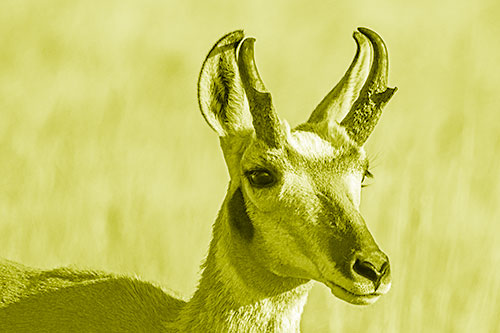 Pronghorn Watching Surroundings Among Sunlight (Yellow Shade)
