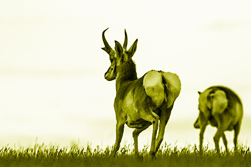 Pronghorns Begin Sprinting Towards Herd (Yellow Shade Photo)