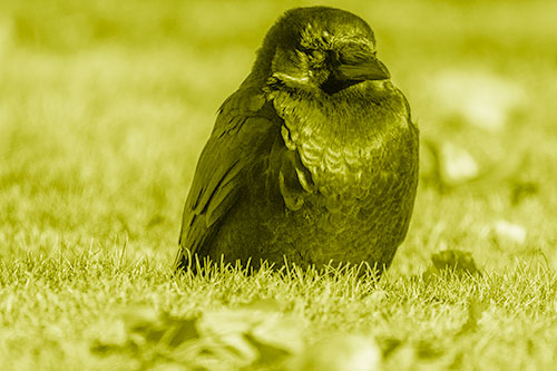 Puffy Crow Standing Guard Among Leaf Covered Grass (Yellow Shade Photo)