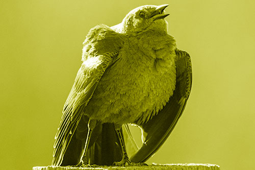 Puffy Female Grackle Croaking Atop Wooden Fence Post (Yellow Shade Photo)