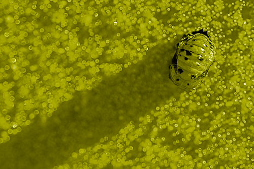 Pupa Convergent Lady Beetle Casts Shadow Among Sparkles (Yellow Shade)