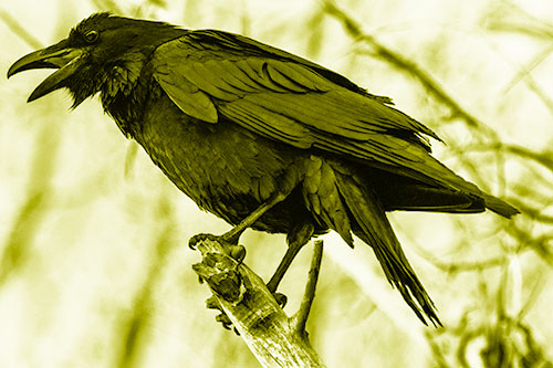 Raven Croaking Among Tree Branches (Yellow Shade Photo)
