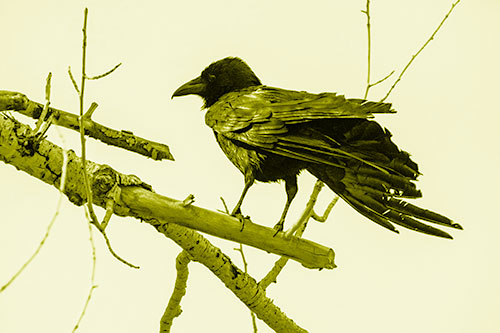 Raven Grips Onto Broken Tree Branch (Yellow Shade Photo)