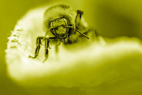 Red Belted Bumble Bee Crawling Flower Petal Edge (Yellow Shade Photo)