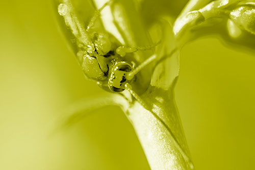 Red Wasp Crawling Down Flower Stem (Yellow Shade Photo)