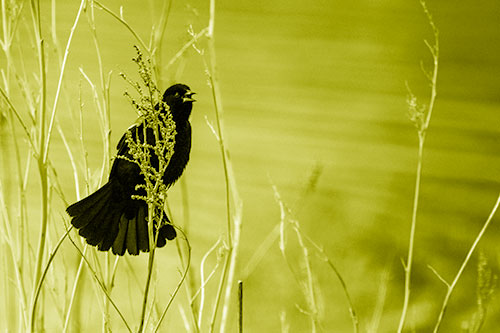 Red Winged Blackbird Chirping From Plant Top (Yellow Shade Photo)
