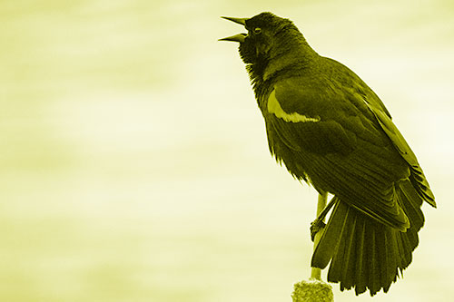 Red Winged Blackbird Singing Atop Cattail Branch (Yellow Shade)