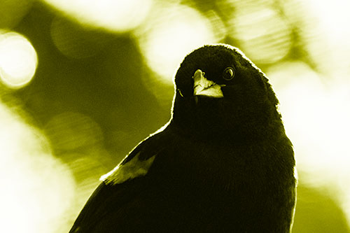 Red Winged Blackbird Tilting Head Among Sunlight (Yellow Shade Photo)
