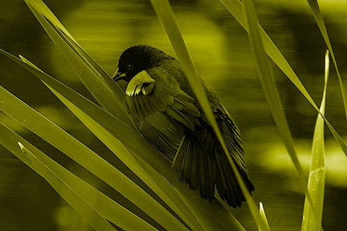 Red Winged Blackbird Watching Atop Water Reed Grass (Yellow Shade Photo)
