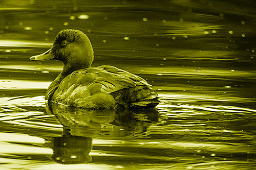 Redhead Duck Floating Atop Lake Water (Yellow Shade Photo)
