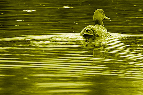 Redhead Duck Swimming Across Water (Yellow Shade Photo)