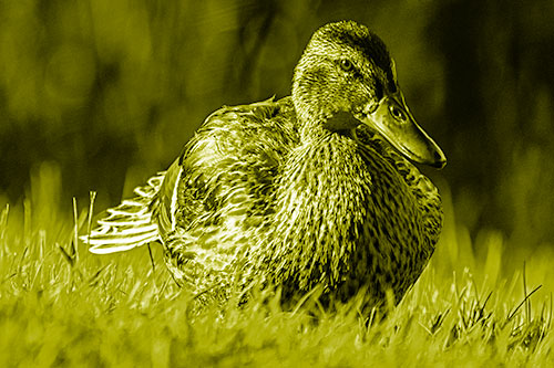 Rested Mallard Duck Rises To Feet (Yellow Shade Photo)