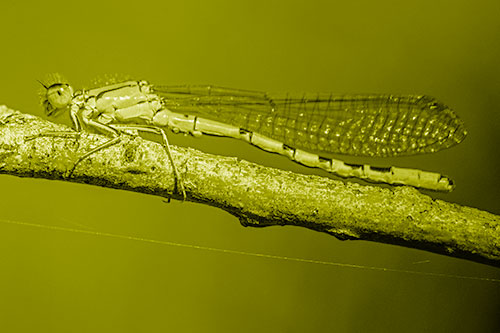 Resting Damselfly Spread Across Branch (Yellow Shade)