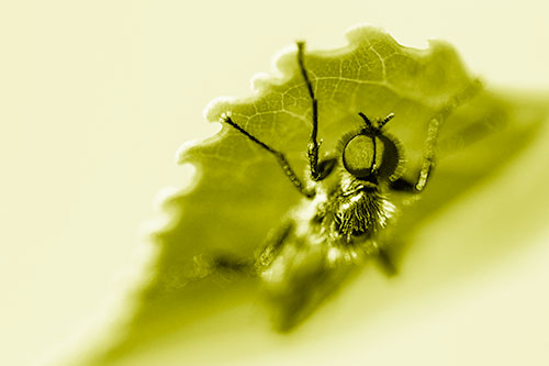 Resting March Fly Seeks Shade Beneath Leaf Petal (Yellow Shade)
