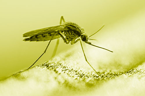 Resting Mosquito Awaits Warmth Among Sunlight (Yellow Shade)