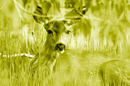 Resting White Tailed Deer Watches Surroundings (Yellow Shade Photo)