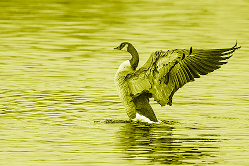 Rising Canadian Goose Spreading Wings Among Lake Top (Yellow Shade)