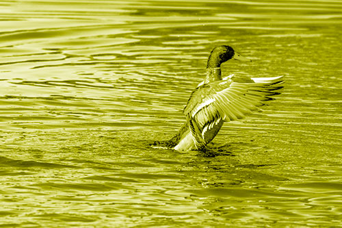 Rising Mallard Duck Flapping Wings Among Rippling Water (Yellow Shade)