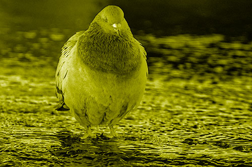 River Standing Pigeon Watching Ahead (Yellow Shade Photo)