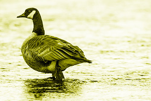 River Walking Canadian Goose (Yellow Shade Photo)