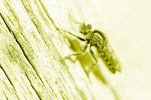 Robber Fly Perched Along Sloping Tree Stump (Yellow Shade Photo)