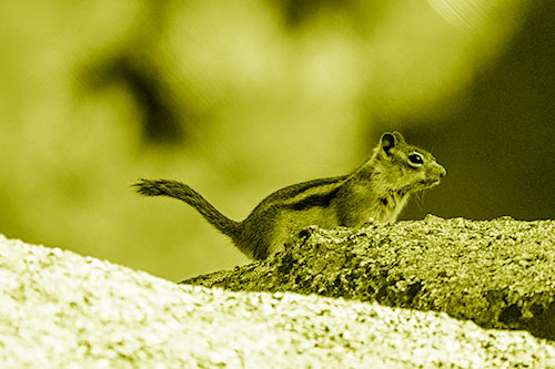 Rock Climbing Squirrel Reaches Shaded Area (Yellow Shade Photo)