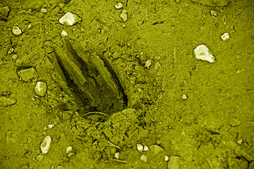 Rocks Surround Deep Mud Paw Footprint (Yellow Shade Photo)