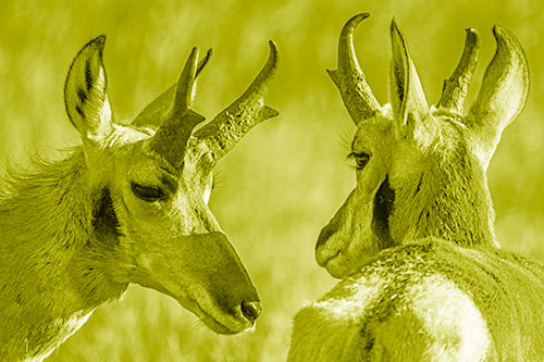 Romantic Pronghorn Couple Get Close (Yellow Shade)