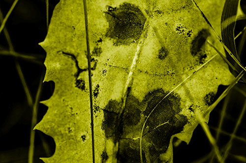 Rot Screaming Leaf Face Among Grass Blades (Yellow Shade Photo)