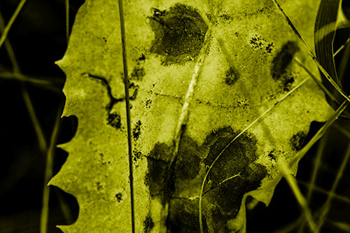 Rot Screaming Leaf Face Among Grass Blades (Yellow Shade)