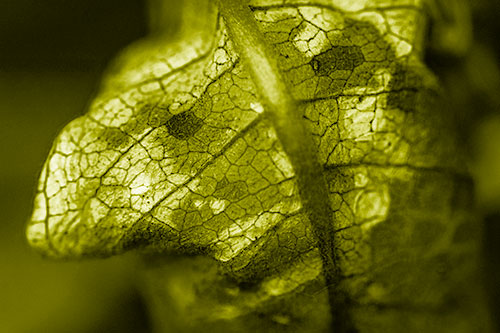 Rotting Veined Leaf Stem Face (Yellow Shade Photo)