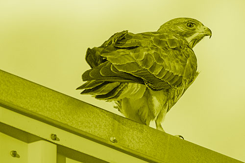 Rough Legged Hawk Enjoying Sunrise Atop Steel Roof Ledge (Yellow Shade)