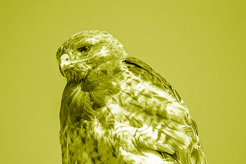 Rough Legged Hawk Keeping An Eye Out (Yellow Shade Photo)