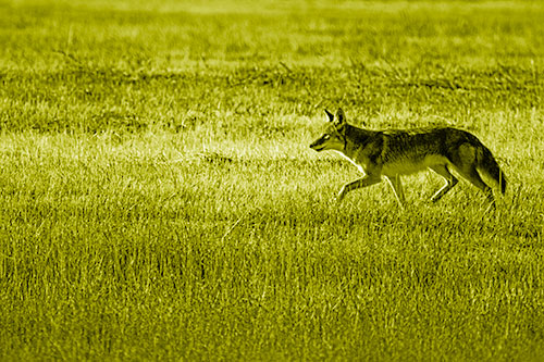 Running Coyote Hunting Among Grass Prairie (Yellow Shade Photo)