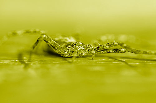 Running Crab Spider Resting Among Bench (Yellow Shade)