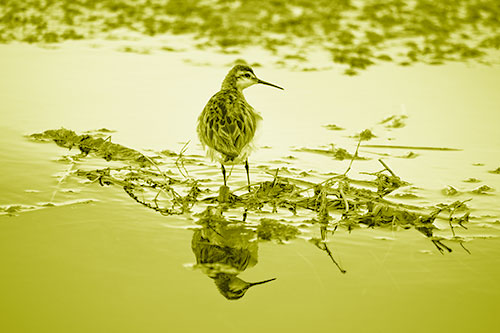 Sandpiper Bird Perched On Floating Lake Stick (Yellow Shade Photo)