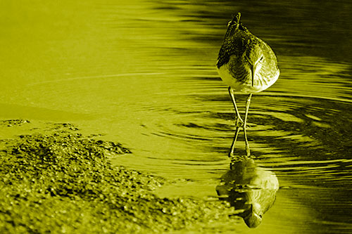 Sandpiper Watching Water Rippling Among Shoreline (Yellow Shade)