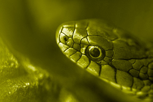 Scared Garter Snake Makes Appearance (Yellow Shade Photo)