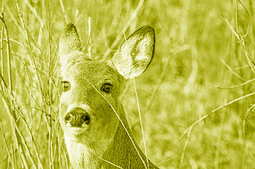 Scared White Tailed Deer Among Branches (Yellow Shade Photo)