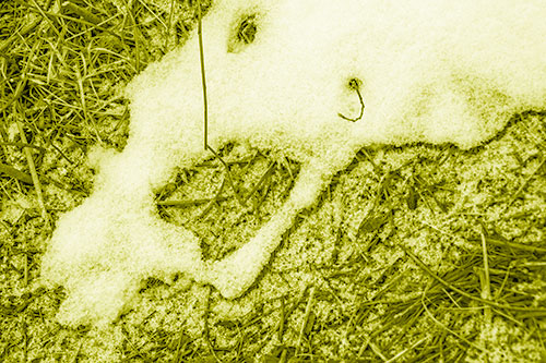 Screaming Stick Eyed Snow Face Among Grass (Yellow Shade Photo)