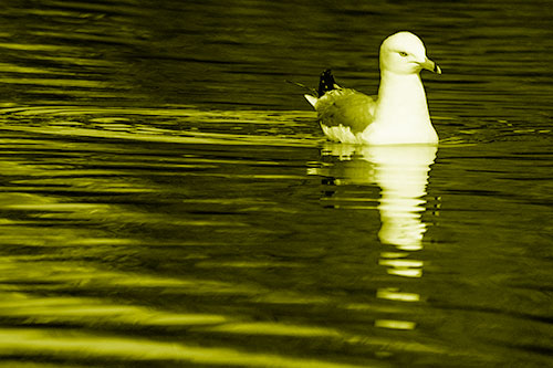 Seagull Floating Among Illuminated Rippling Water (Yellow Shade)
