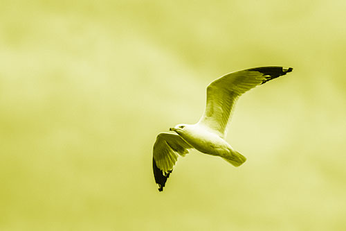 Seagull Flying Among Cloudy Overcast Sky (Yellow Shade)